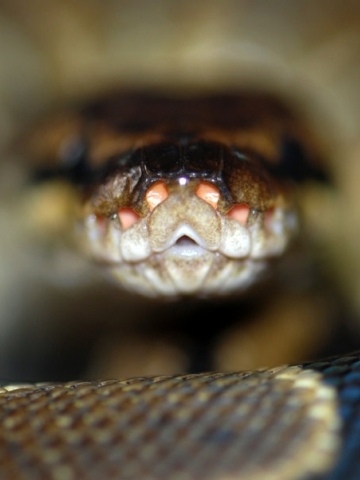 Attacking Snake Wallpaper