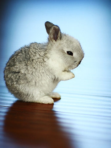 Baby Bunny Wallpaper
