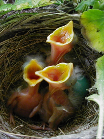 Baby Robins Wallpaper