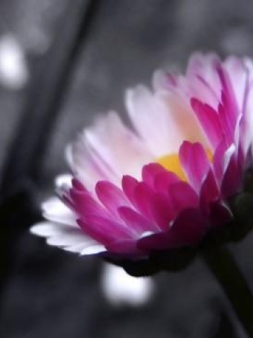 Beautiful Flower Wallpaper