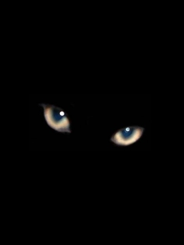 Black Cat Eyes Wallpaper