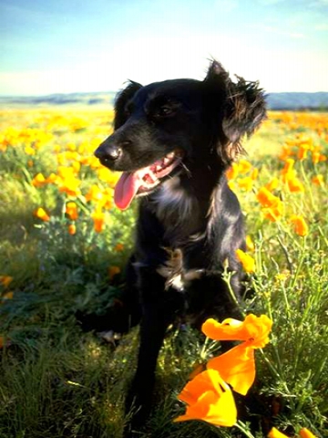 Black Lab In Flowers Wallpaper