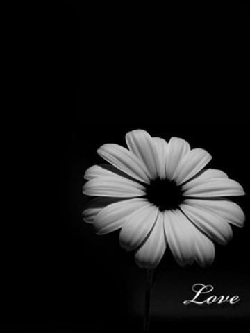 Black Love Flower Wallpaper