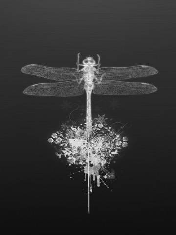 Black and White Dragonfly Wallpaper