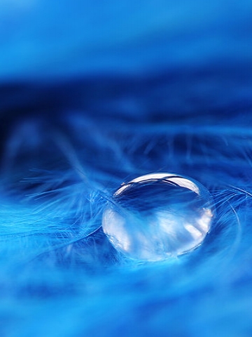 Blue Feather Drop Wallpaper