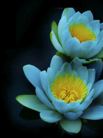 Blue Water Lily Wallpaper