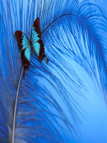 Butterfly on Feather Wallpaper