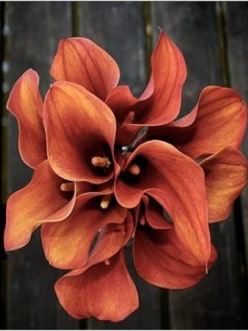 Calla Lily Bouquet Wallpaper