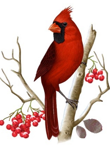 Cardinal Bird Wallpaper