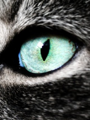 Cat Eye Wallpaper
