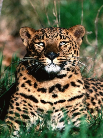 Cheetah Wallpaper