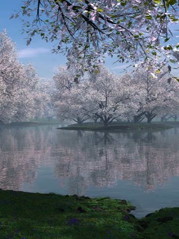 Cherry Blossom Reflection Wallpaper
