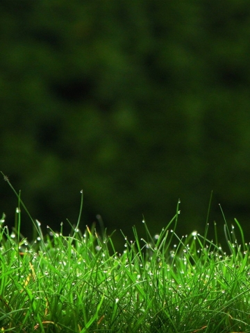 Close Grass Wallpaper