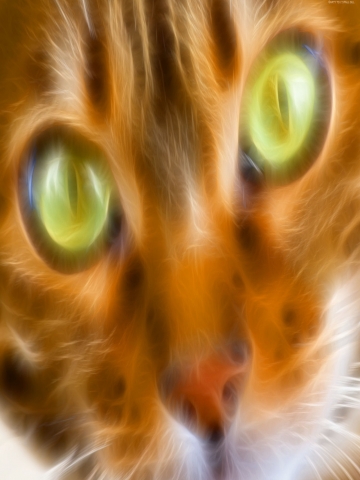 Close Up Kitty Wallpaper