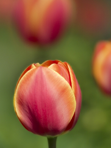 Closed Tulip Wallpaper