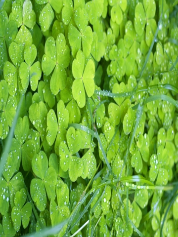 Clover Field Wallpaper