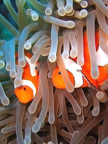 Clown Fish Anemone Wallpaper