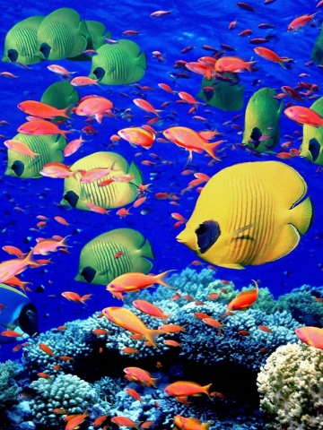 Colorful Fish Wallpaper