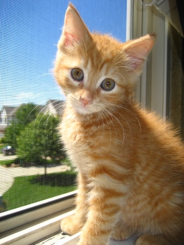 Confused Kitty Wallpaper