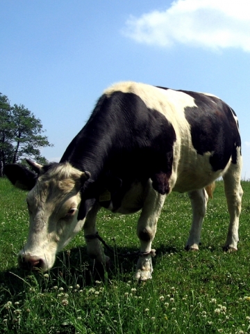 Cow Field Wallpaper
