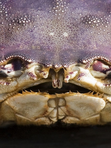 Crab Wallpaper