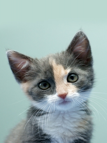 Cute Kitten Wallpaper