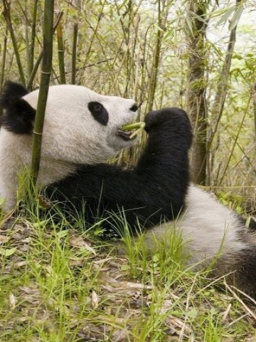 Cute Panda Bear Wallpaper