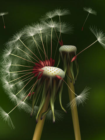 Dandelion Bouquet Wallpaper