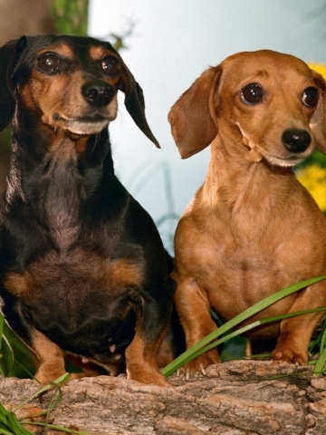 Daschund Wallpaper