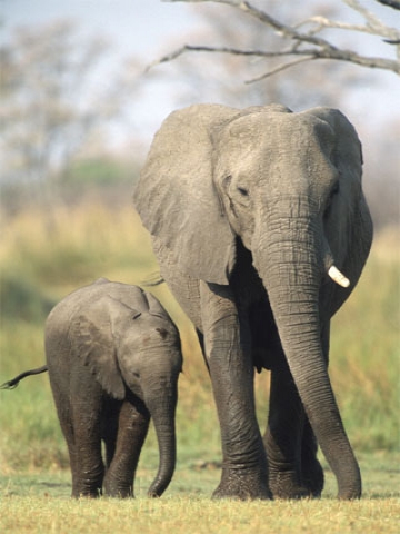 Elephant Family Wallpaper