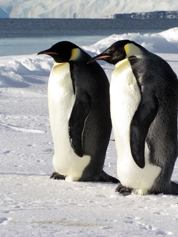 Emperor Penguins Wallpaper