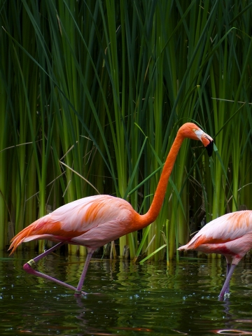 Flamingos Wallpaper
