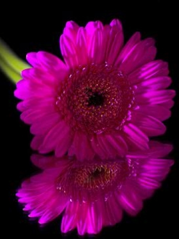 Flower and reflection Wallpaper