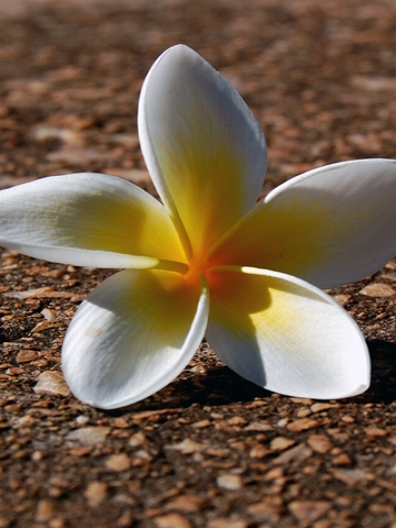 Flower on Pebbles Wallpaper