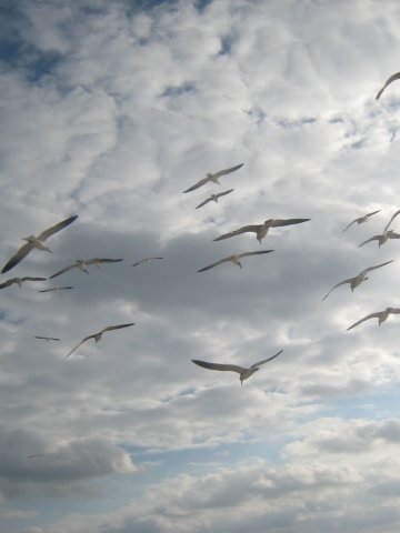 Flying Seagulls Wallpaper