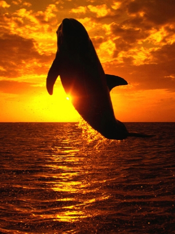Free Willy Wallpaper