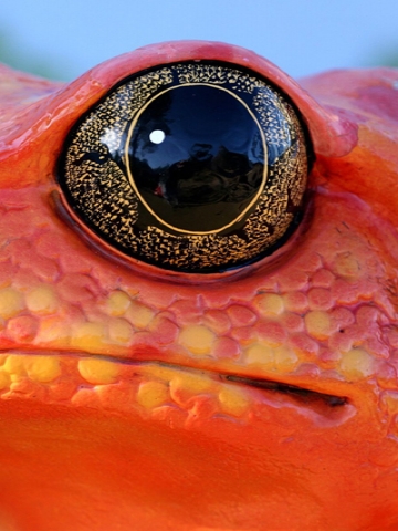 Frog Eye Wallpaper