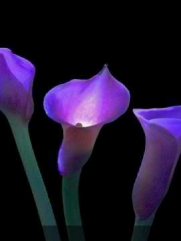 Glowing Purple Calia Lily Wallpaper