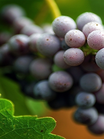 Grapes Wallpaper