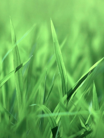 Grass Close Up Wallpaper