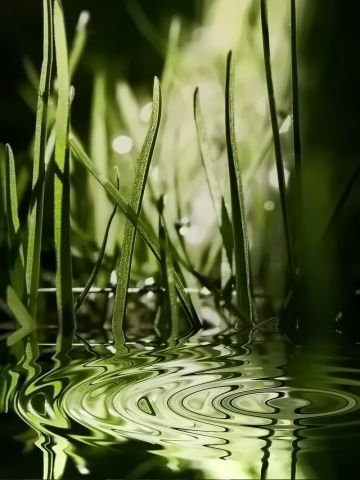Grass WaterDrop Wallpaper