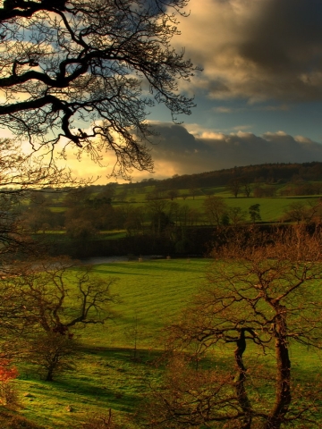 Grassy Field Wallpaper