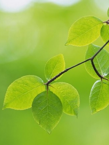 Green Dew Leafs Wallpaper
