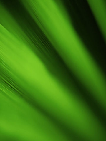 Green Leaf Wallpaper