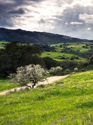 Green Pasture Wallpaper