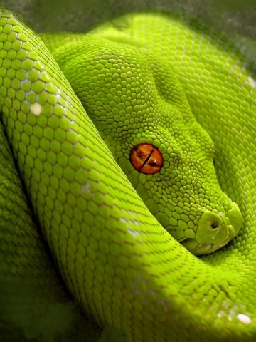 Green Snake Wallpaper