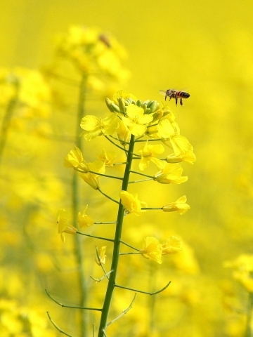 Honey Bee Wallpaper