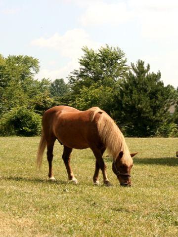 Horse in Pasture Wallpaper