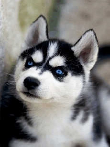 Husky Blue Eyes Wallpaper