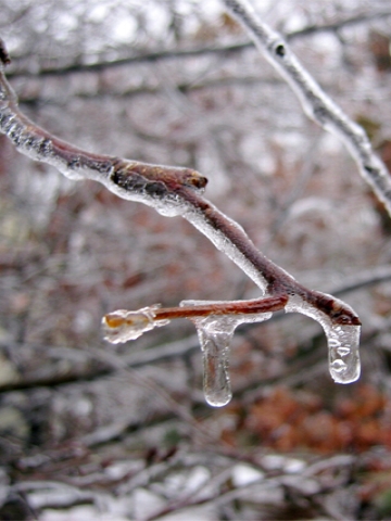 Ice on Branch Wallpaper